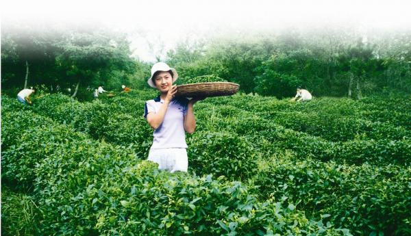 日照特产-绿茶 日照特产-绿茶