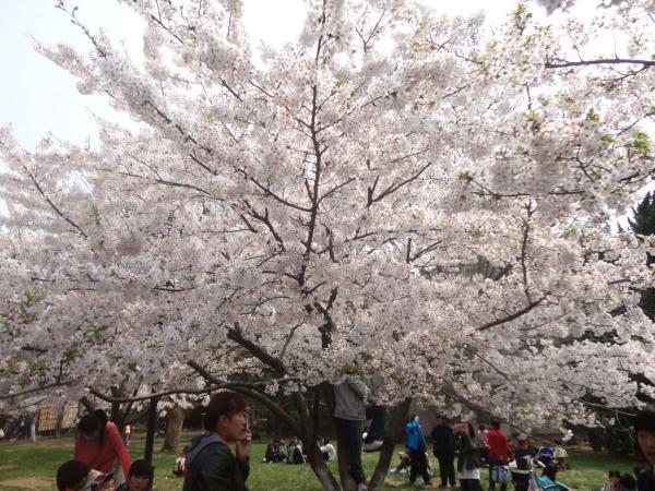 青岛中山公园樱花 青岛中山公园樱花
