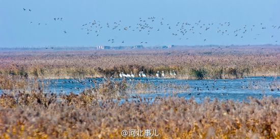 黄骅滨海湿地 微博：@河北事儿