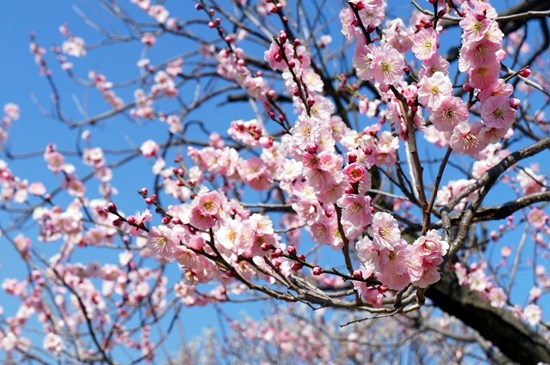 日本举行传统梅花节,游园赏花浪漫唯美。