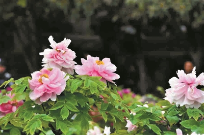 双休日,王城公园牡丹竞放花压枝
