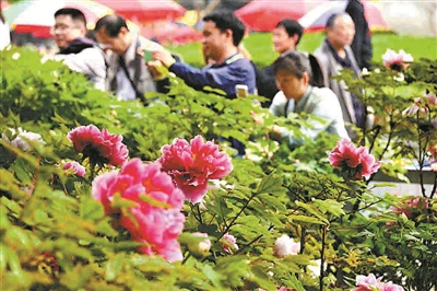 双休日,王城公园牡丹竞放花压枝