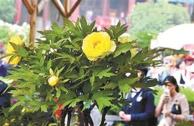 双休日,王城公园牡丹竞放花压枝