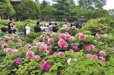 双休日,王城公园牡丹竞放花压枝