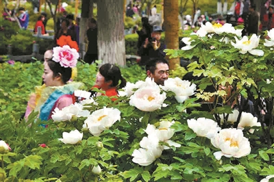 双休日,王城公园牡丹竞放花压枝