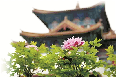 双休日,王城公园牡丹竞放花压枝