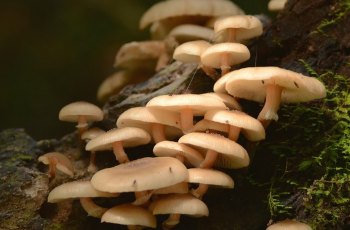 野生菌菇