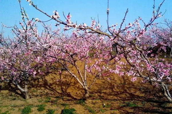 新乡-八里沟-蟠桃园-桃花3